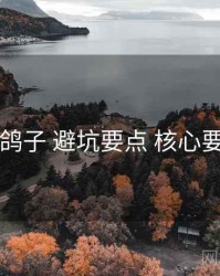 电鸽子 避坑要点 核心要点